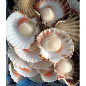 CAPPESANTE 8/12 ATL. 1/2 GUSCIO SCOZIA